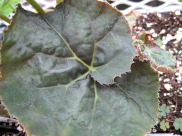 B. ‘Copper Twist’